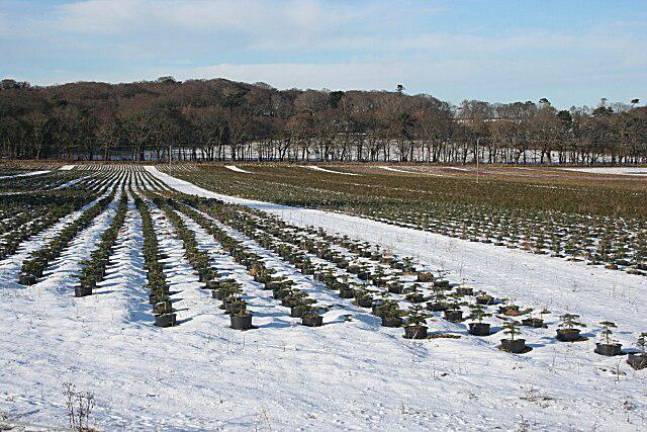 She places her orders in June to tree farms in upstate NY, Pennsylvania and North Carolina but Heather Neville says she doesn’t know exactly what she will receive when the trees go on sale in New York City after Thanksgiving, because the farmers themselves won’t know in advance. Photo: Wikimedia Commons