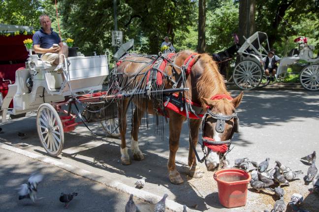 The union imposes strict guidelines for the care of the horses, including a weather restriction of 89 degrees for the horses to be outside and working.