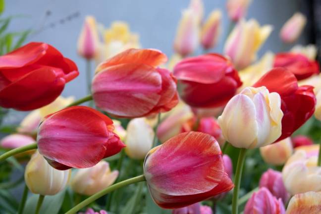 The West Side Community Garden is holding its annual Tulip Festival April 14th and 15th. Photo: Robin B. Langsdorf, West Side Community Garden