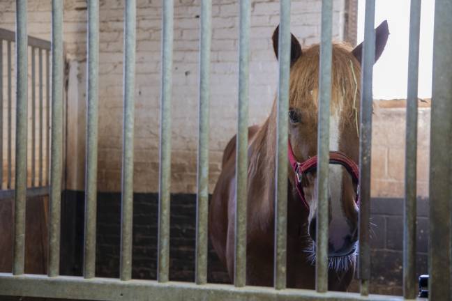 As the city prepares for a July 15 hearing on a bill to ban Central Park carriage horses, the union representing carriage owners says a ban will devastate the drivers’ livelihoods.