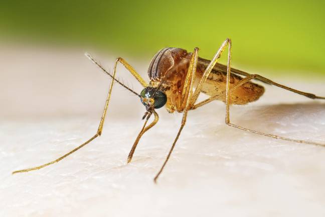 In this photo provided by the U.S. Centers for Disease Control and Prevention, a female Culex quinquefasciatus mosquito, also known as the southern house mosquito, sits on a person’s skin before taking a blood meal.