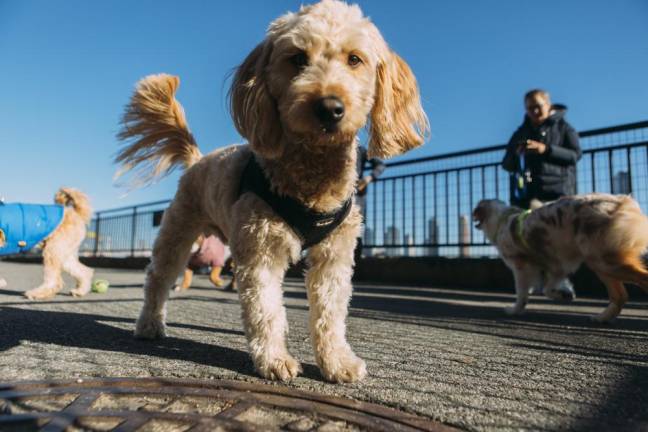 East Side pets enjoying the new dog run. Photo: Emil Cohen/NYC Council Media Unit