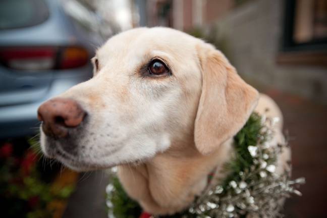 Thinking twice about pets as gifts Pets