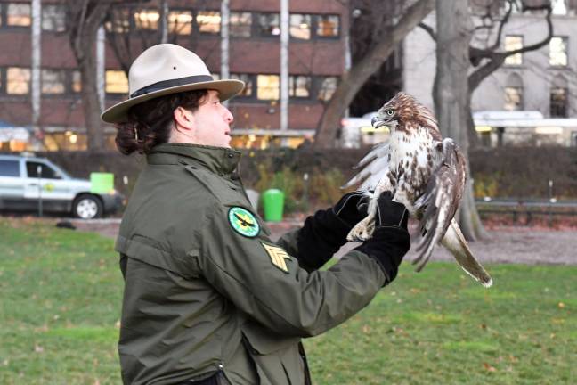 Rob Mastrianni and hawk in Central Park earlier this month. Photo: Daniel Avila, New York City Parks &amp; Recreation Department