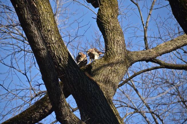 Hawks could be among the birds encoutered duriing Robert DeCandido's guided walks in the park.