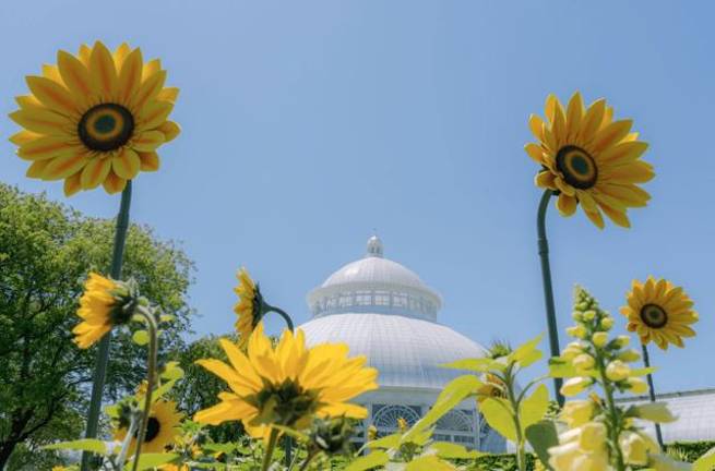 Cyril Lancelin’s monumental sunflower sculptures bloom alongside living sunflowers on the NYBG’s Conservatory Lawn.