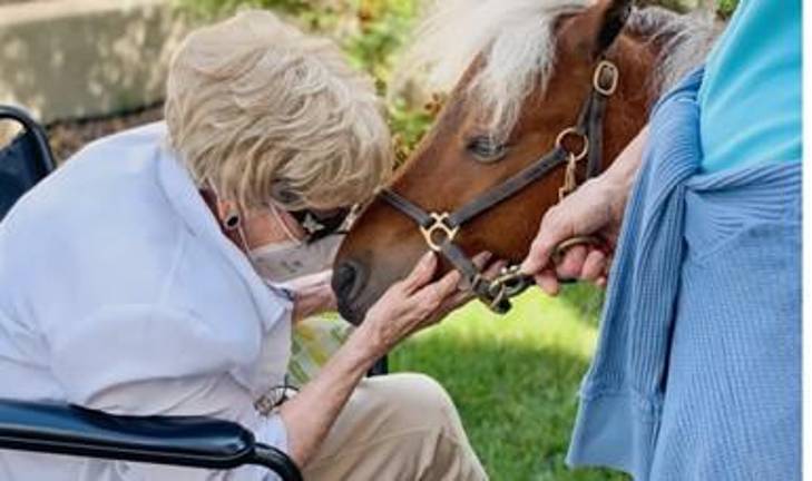 Pearl, one of the two miniature ponies from HorseAbility, is a gentle presence for seniors.