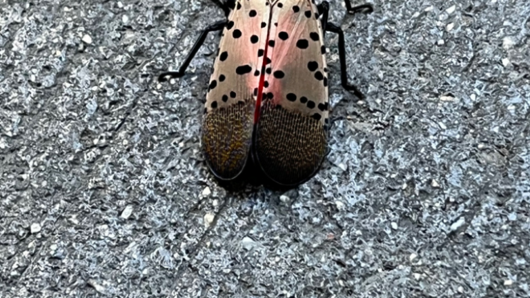 A spotted lanternfly sighting in Times Square, documented on Twitter by @SaveInsectsA