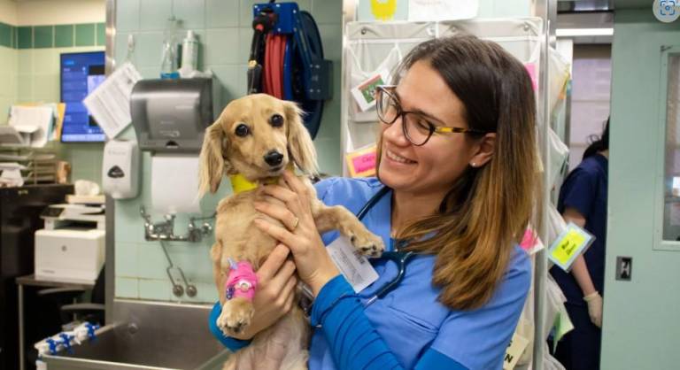 <b>Veterinary technician Daniella Podda looks afer a puppy patient.</b> Photo: Schwarzman Animal Medical Center