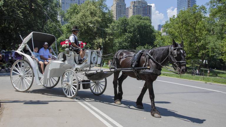 Horse carriage rides resumed in the park June 23, after a six-day pause to pay respect for a fatal incident, in which a teen fell from a runaway carriage and died. It was halted again after the temperature soared over 89 degrees in recent days.
