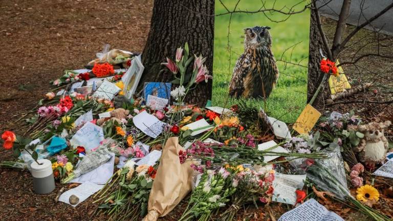 The Flaco memorial on Feb. 26 at his favorite elm tree in the Central Park North Meadow. Photo Credit: Flickr.