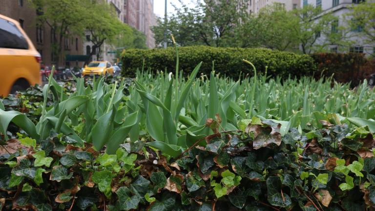 In between East 76th and East 77th streets along Park Avenue, dozens of headless tulip stems remain after a vandal destroyed the blooms.