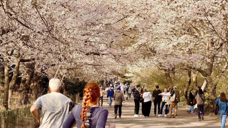 The Bridle Path entrance at East 90th Street and 5th Avenue (Engineers’ Gate) has a canopy of cherry blossoms.