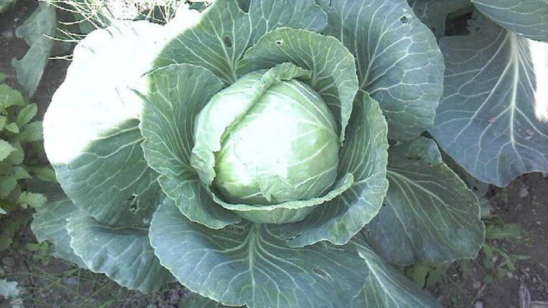 Cabbage, once lowly regarded by foodies, is making a big comeback as it harbors many important ingredients.