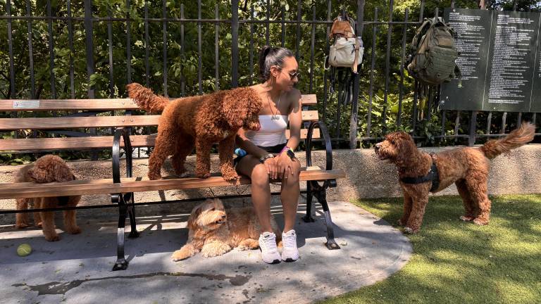 Dogs and their owners gather at the Carl Schurz dog run.