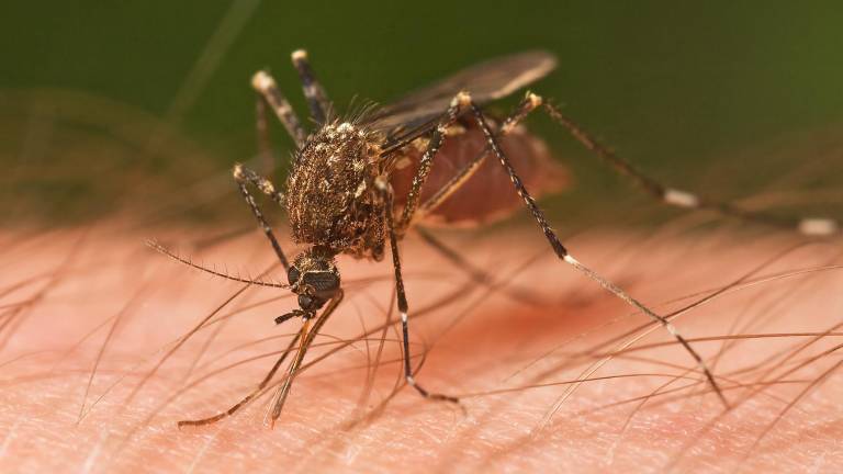 The mosquito-borne West Nile virus has already spread beyond last year’s total case count in New York City, with two cases in Manhattan.