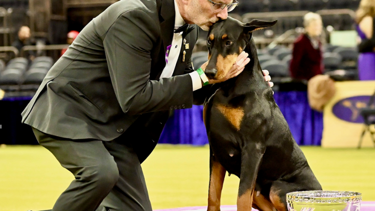 Winner of Best in Show: “Penny” the <a rel=nofollow href=https://www.akc.org/dog-breeds/doberman-pinscher/>Doberman Pinscher</a> was handled by Andy Linton, and is owned by Francis Sparagna, Diana Sparagna, Theresa Connors-Chan, and Gregory Chan.