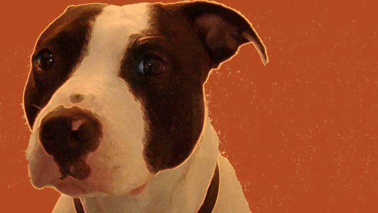 Dog lovers in NYC have started circulating a petition which calls for a direct tip line to report backyard breeding and which seeks higher penalties for offenders.