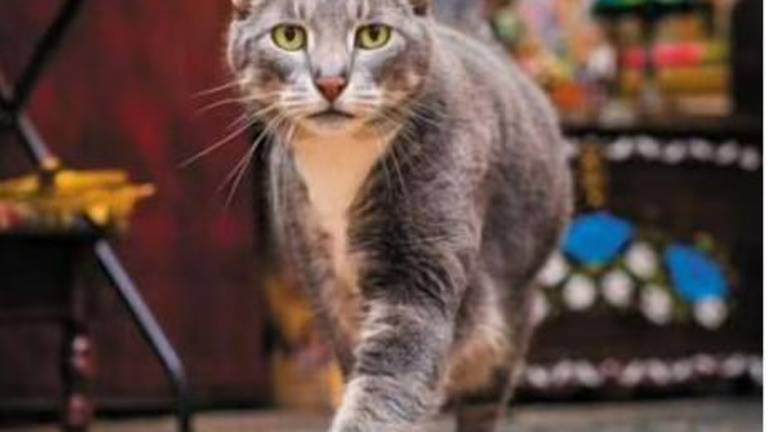 Shop cats have been immortalized in a newly revised coffeetable book by Tamar Arslanian with photos by renowned cat photographer Andrew Marttila. But the so-called “Bodega Cat bill” by term-limited City Council Member Keith Powers will have to wait till the new Council session before it can be legalized.