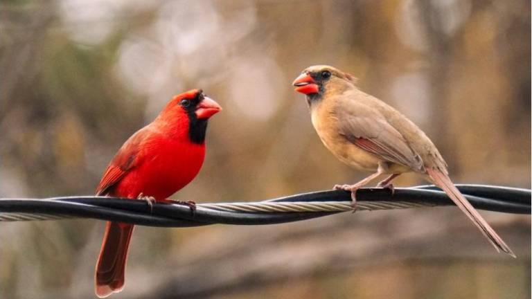 The northern cardinal is a rarity in that both the male and female can sign. They are known for a variety of whistles and trills.