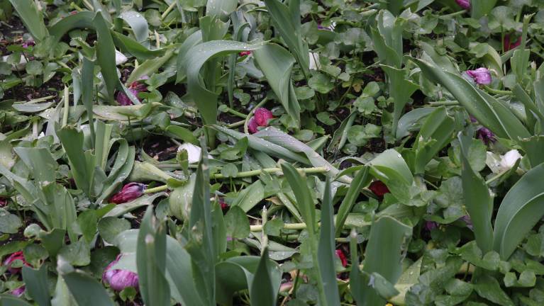 Some of the damage was visible in one flower bed, where several tulip heads remained scattered throughout the stems.