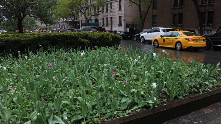 The damage spanned two large flower beds and two circular planters. On one end, a few tulips remained.